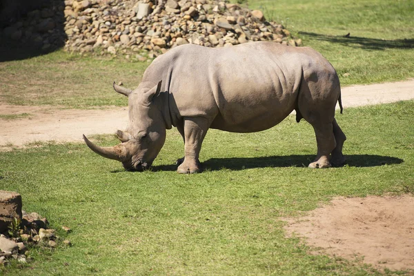 Rinoceronte no zoológico do parque . — Fotografia de Stock