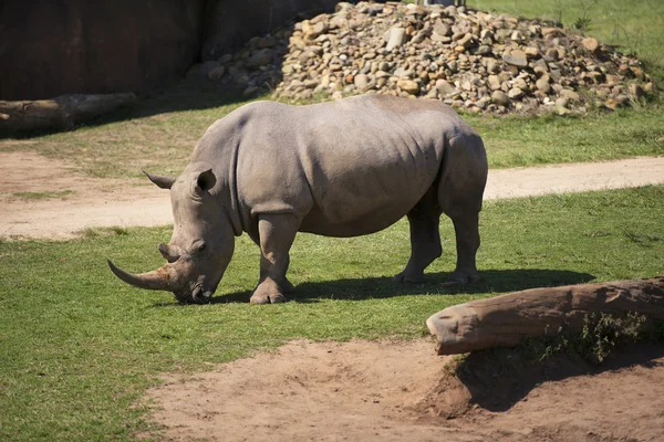 Nosorožce v zoo parku. — Stock fotografie