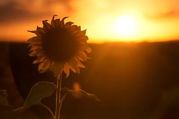 Silhueta de girassóis em um campo de tarde . — Fotografia de Stock