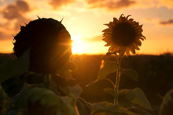 Silhouette de tournesols dans un champ dans l'après-midi . — Photo