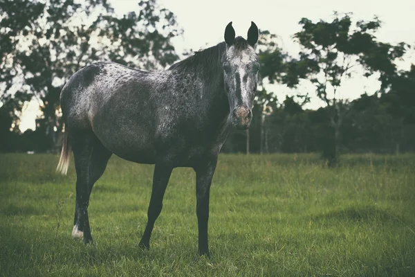 Één paard grazen — Stockfoto