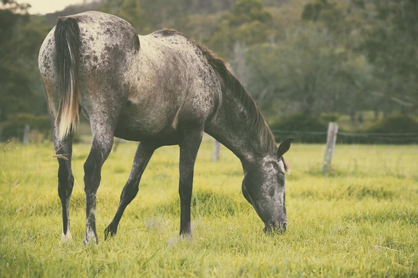 Pâturage des chevaux — Photo