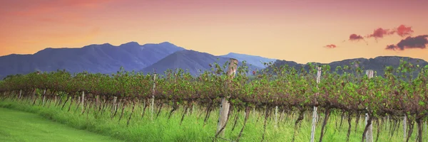 Levandulová farma a vinice v Kooroomba — Stock fotografie