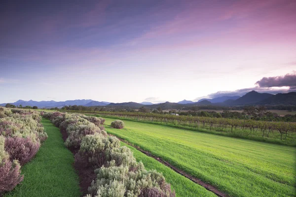 Lavendelfarm und Weinberg in Kooroomba — Stockfoto