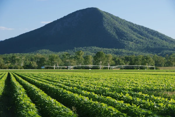 Outback champ agricole et agricole . — Photo