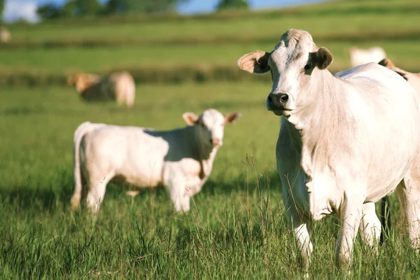 Grupo de vacas com vaca bebé . — Fotografia de Stock