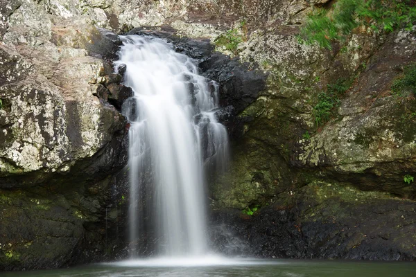 Belle cascade de Kondalilla . — Photo