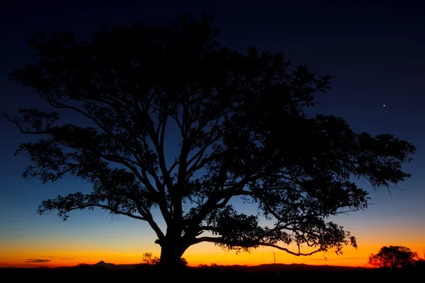 Silueta de un árbol al atardecer. — Foto de Stock