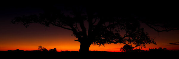 Tree silhouette at dusk in Brisbane, Queensland