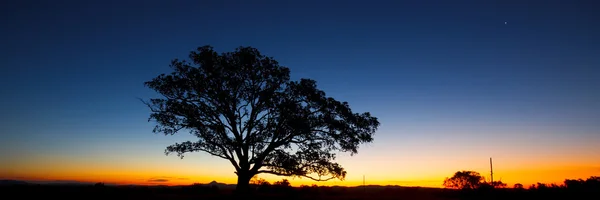 Panorama de un árbol de silueta al atardecer . — Foto de Stock