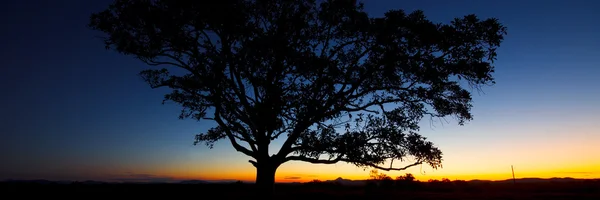 Panorama de un árbol de silueta al atardecer . — Foto de Stock