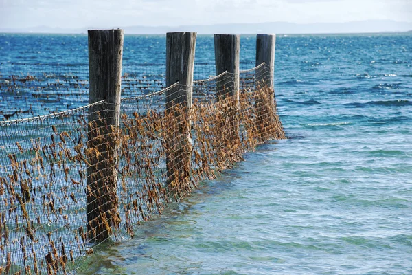 Shark Net in North Stradbroke Island, Queensland. — Stock Photo, Image