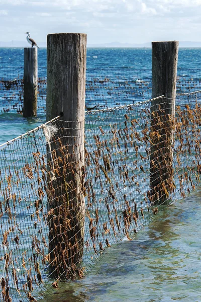 Shark Net in North Stradbroke Island, Queensland. — Stock Photo, Image