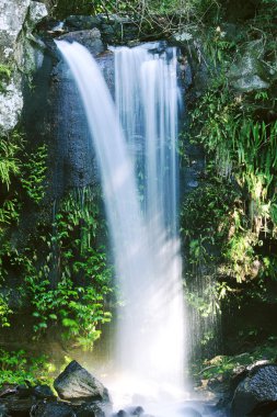 Dağ Tamborine Falls'ta Curtis