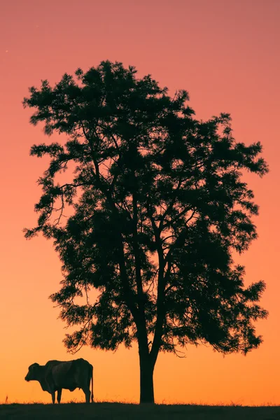 Silueta del atardecer una vaca — Foto de Stock