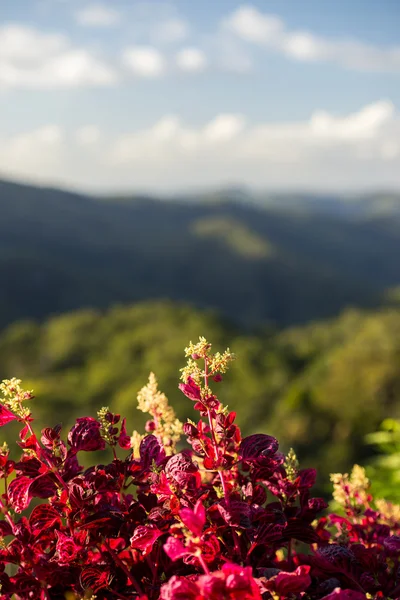 Mountain view zázemí Gold Coast — Stock fotografie