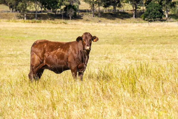 Vache dans le paddock — Photo
