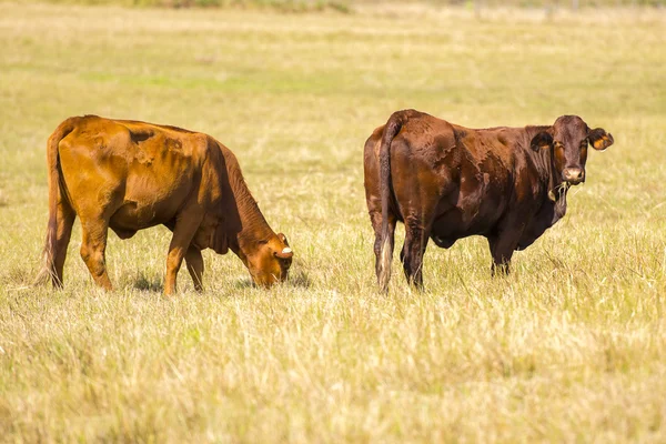 Vacas en el paddock — Foto de Stock