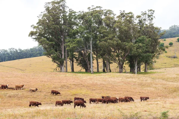 Vacas do Outback — Fotografia de Stock