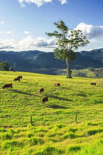 Outback-Kühe — Stockfoto