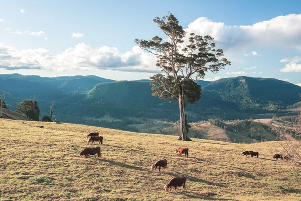 Малонаселенные районы коров — стоковое фото