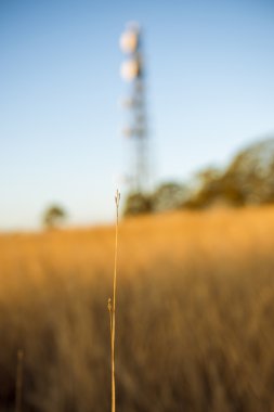 Radyo kulesi Queensland