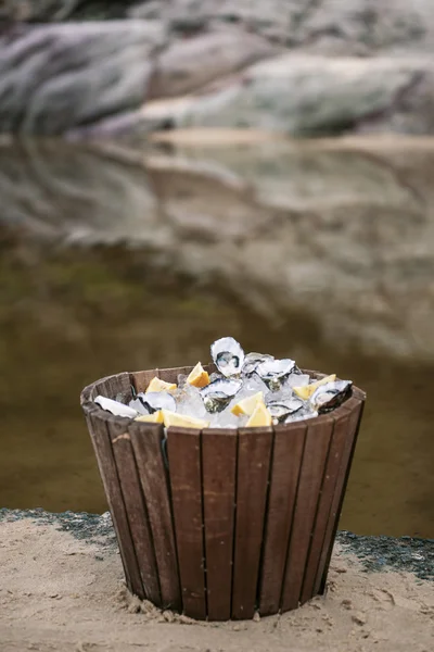 Oysters on ice — Stock Photo, Image