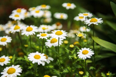 Bahçedeki çiçekler