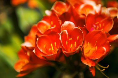 Bahçedeki çiçekler