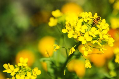 Bahçedeki çiçekler