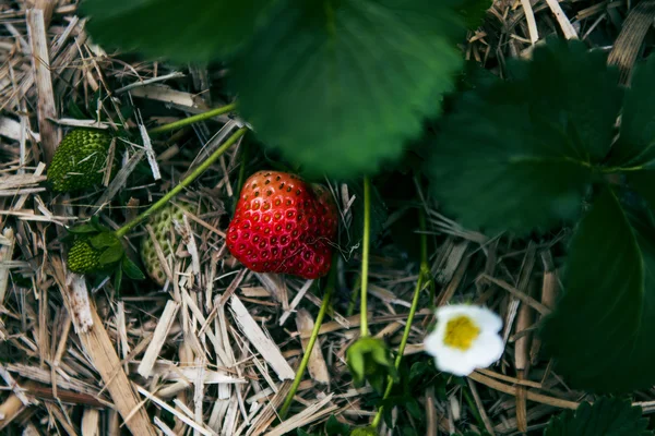 Květiny v zahradě — Stock fotografie