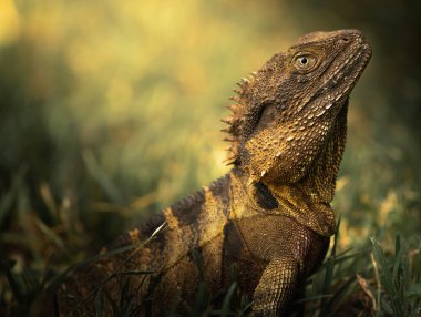 Doğu Su Ejderhası Entelektüel lagama lesueurii lesueurii Doğu Avustralya 'nın dereleri, nehirleri ve göllerine özgü büyük yarı su kertenkelesi..