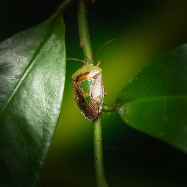 Yeşil Kokulu Böcek (İngilizce: Green Stink Bug veya Plautia affinis), Avustralya 'nın Queensland ve New South Wales kentlerinde yaygın olarak rastlanan bir kalkan böcek türü..