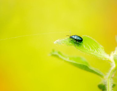 Coot-tha Dağı, Brisbane, Queensland, Avustralya 'da bulunan metal mavi pire böceği..