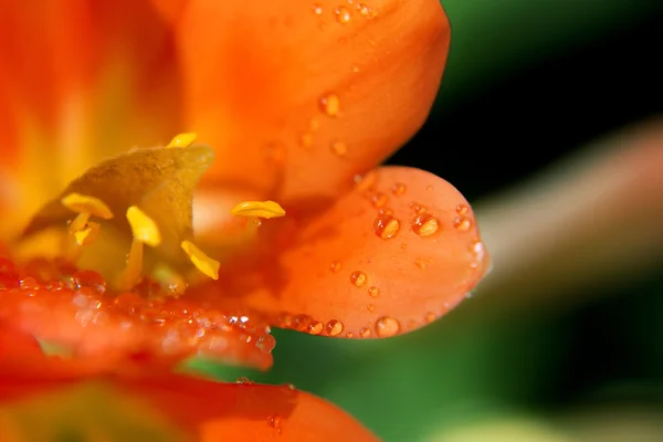 Flores en el jardín — Foto de Stock