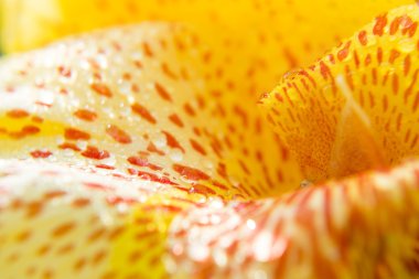 Bahçedeki çiçekler