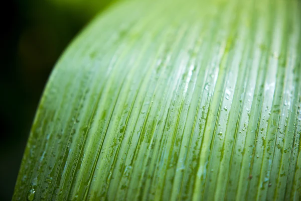 Close-up van een blad — Stockfoto