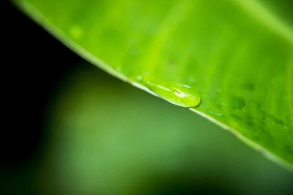 Close-up van een blad — Stockfoto