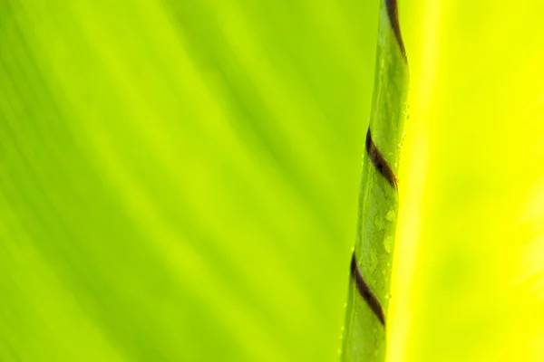 Closeup of a leaf — Stock Photo, Image