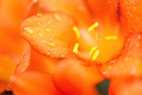 Flores en el jardín — Foto de Stock