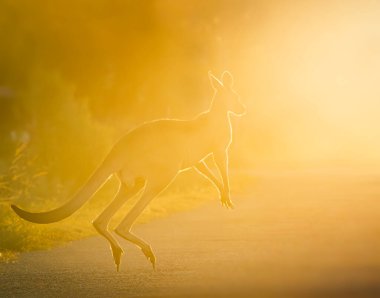 Doğu Gri Kanguru Wacol, Brisbane 'de öğleden sonra güneşine atlıyor.