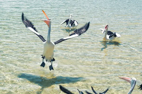 Pelikane schwimmen im Wasser — Stockfoto