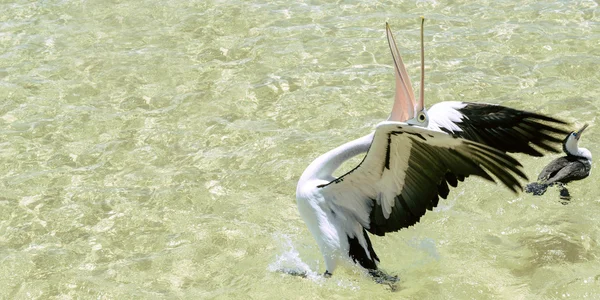 Pelikanen zwemmen in het water — Stockfoto