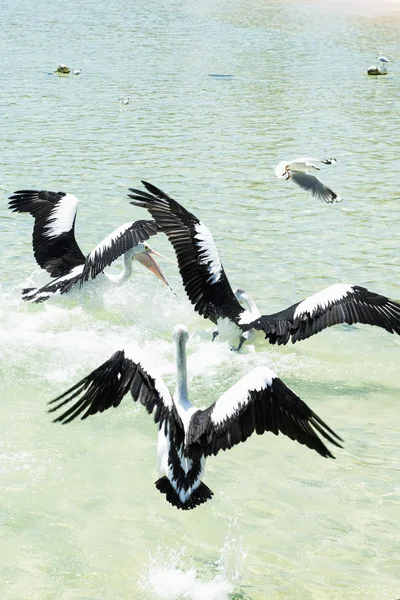 Пеликаны плавают в воде — стоковое фото