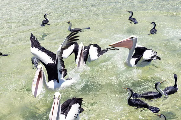 Pelícanos nadando en el agua — Foto de Stock