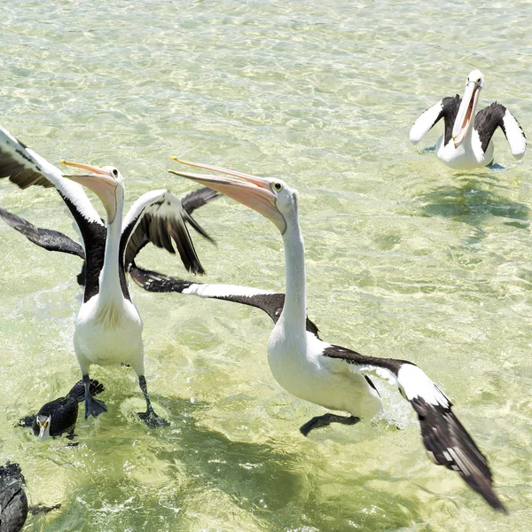 Pelikanen zwemmen in het water — Stockfoto