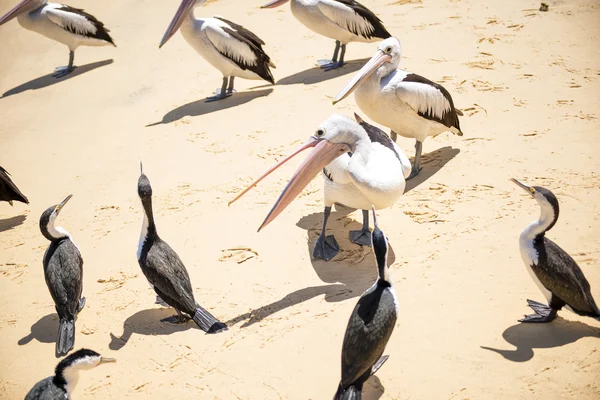 Пеликаны на пляже — стоковое фото