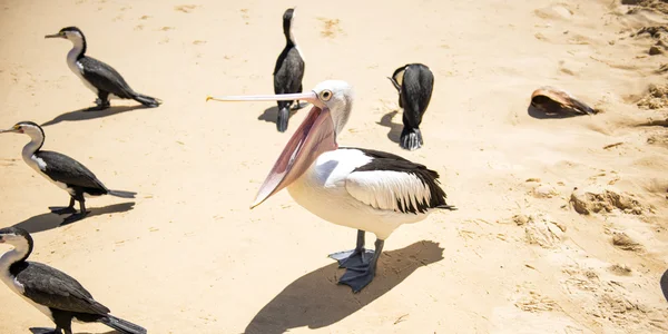 Pelicanos na praia — Fotografia de Stock