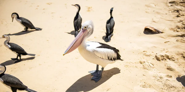 Pelicanos na praia — Fotografia de Stock