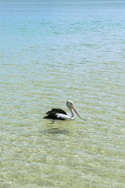 Pelikane ernähren sich im Wasser — Stockfoto